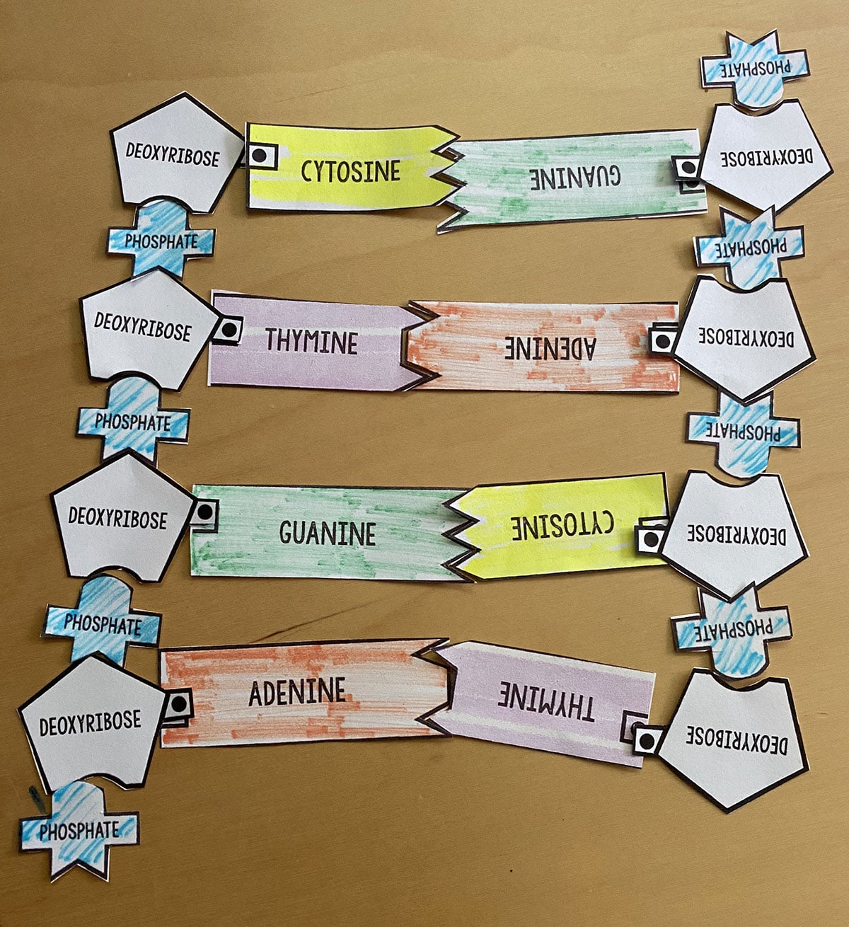 A paper model displays the chained connections of phosphate, deoxyribose, adenine, thymine, cytosine, and guanine