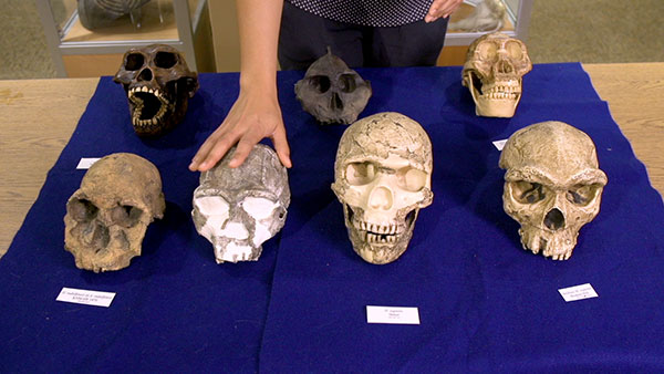 Hominin skulls in jumbled evolutionary order.